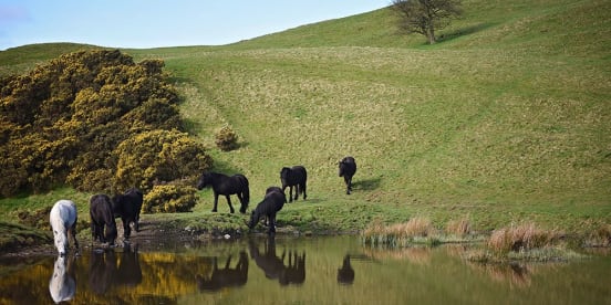 Fell Ponies and the Commons