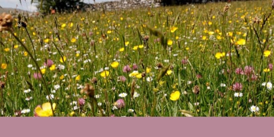 Bowber Head Hay Meadows Exhibition 2nd - 10th July