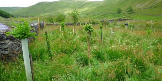 19th April 2022: Tree Planting Resumes at High Borrowdale