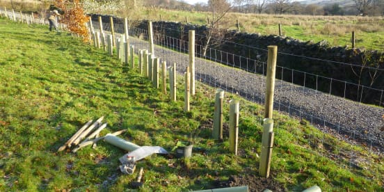 25th November 2021: Hedge Planting at Dam Mire Wood