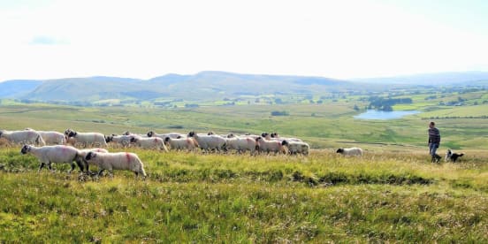Farming and Commons Heritage of the Westmorland Dales