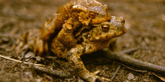 Light pollution's impact on our native Amphibians