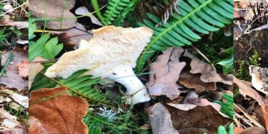November 2019 - Fossils, Farms, Fungi and Mince Pies