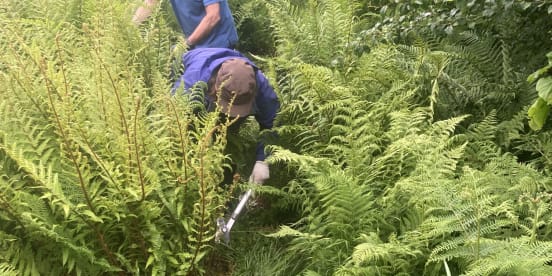 9th June 2022: Staff Take a Woodland Tour Whilst Hardy Volunteers Explore...Our Ambleside Rainforest!