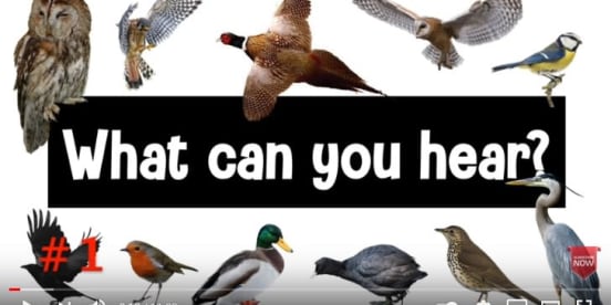 Guess the Bird: British Bird Calls