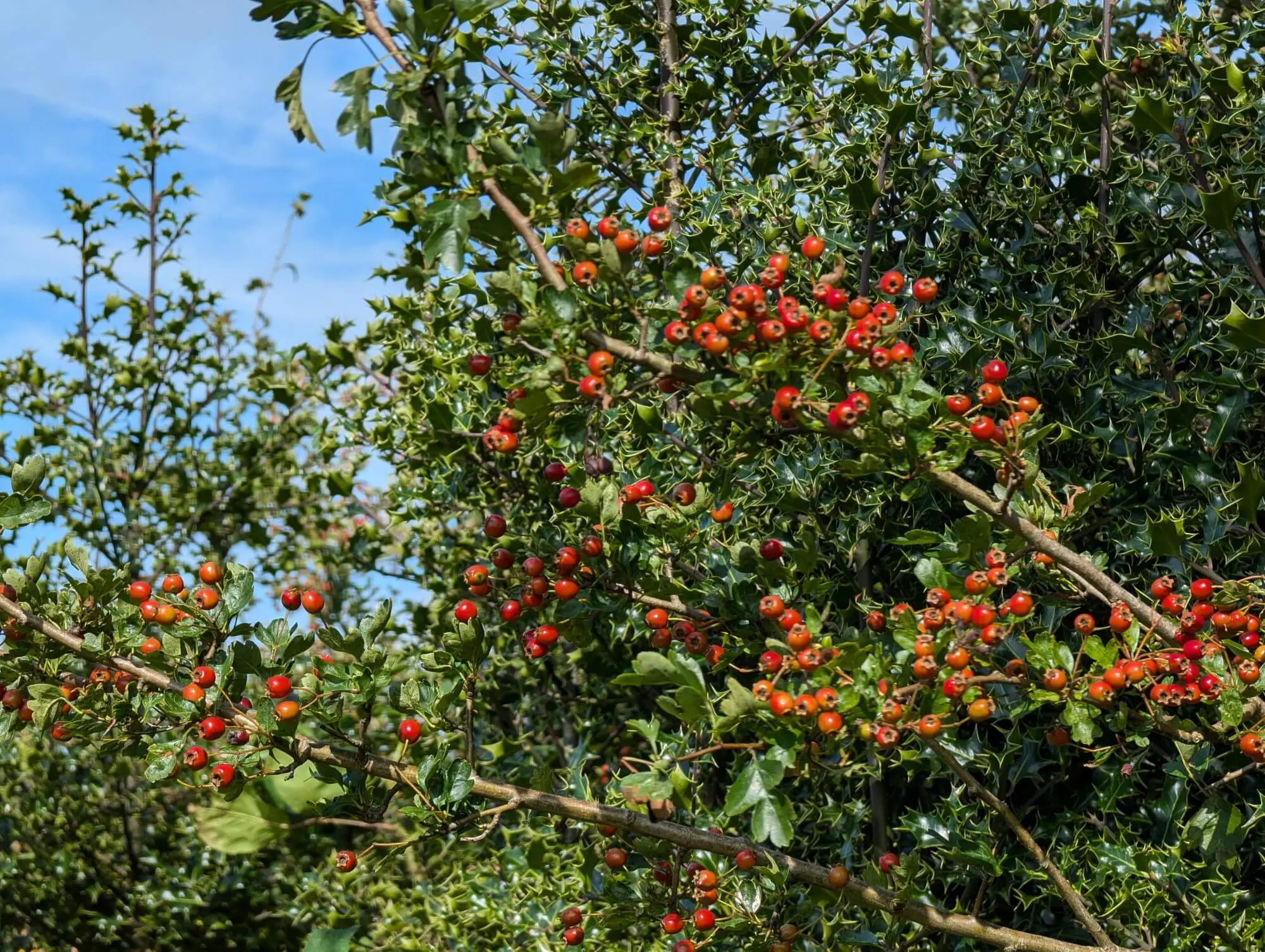 A healthy hedge