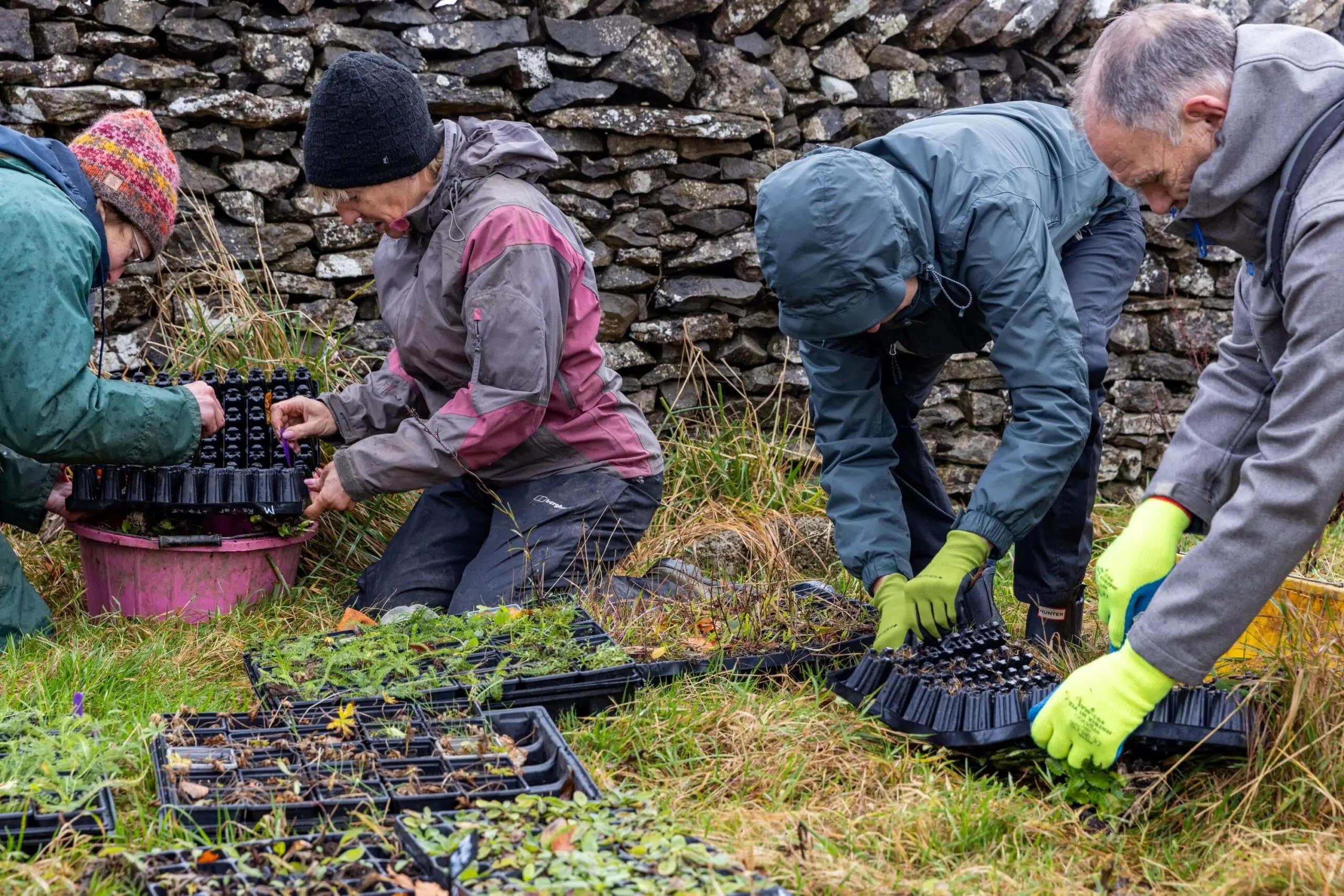 Mazonwath plug planting with Cumbria Wildlife Trust.