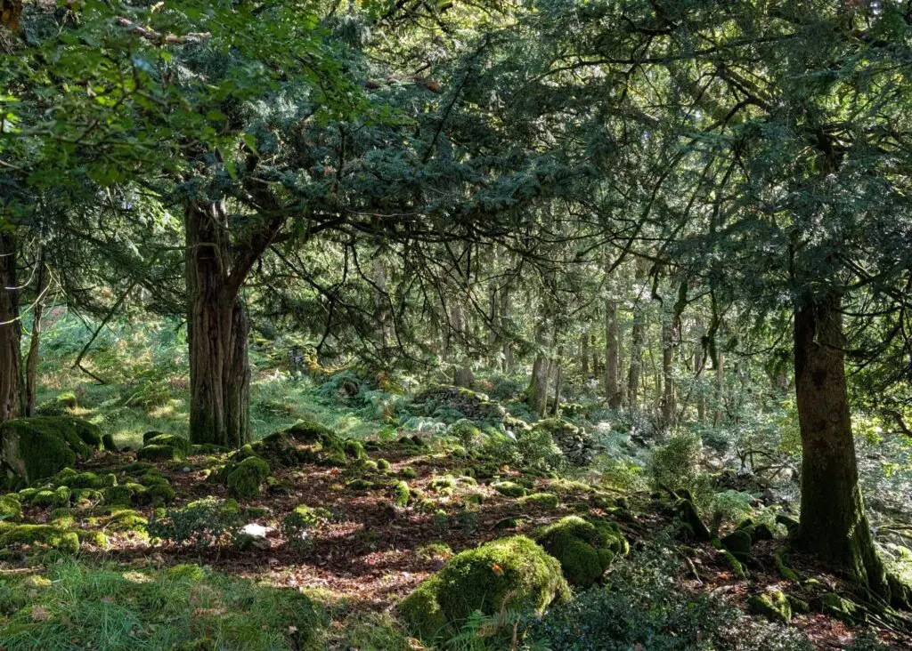 A dense bit of woodland