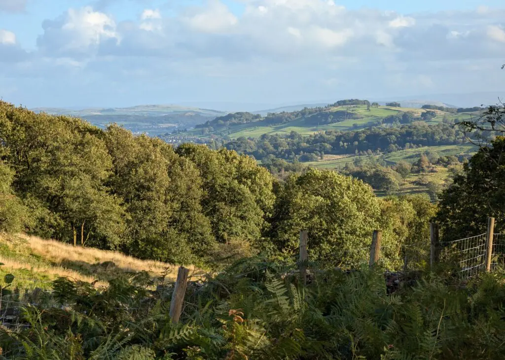 View over Mikes Wood