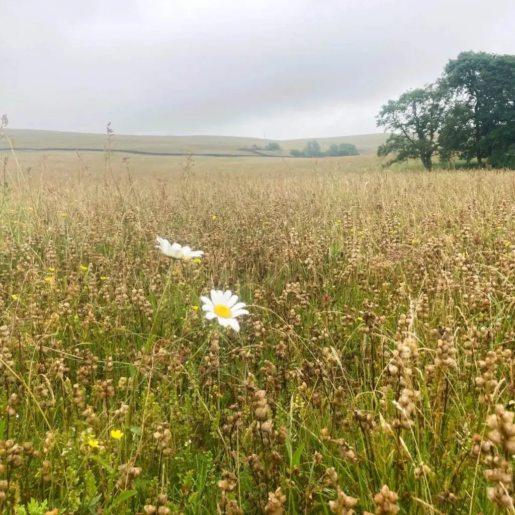 Ox eye daisy, (and yellow rattle seed heads) Mazonwath hay meadow