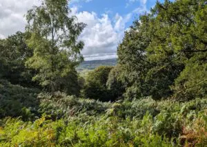 View from Rusland woods