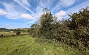 A full hedgerow in summer