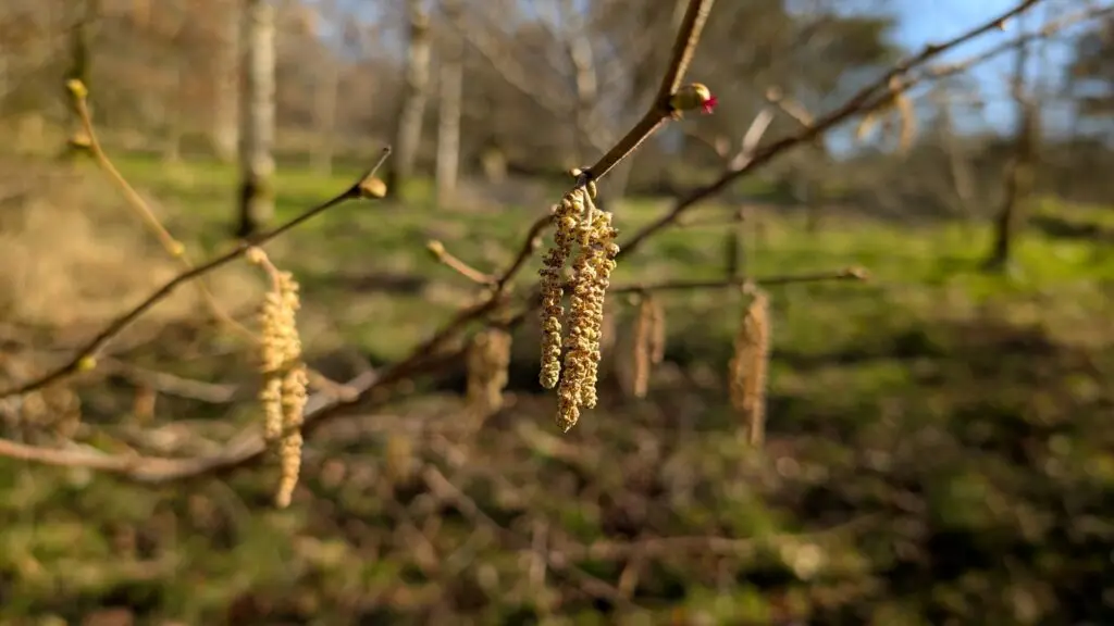 Close up of hazel catkins, Mike's Wood, Staveley