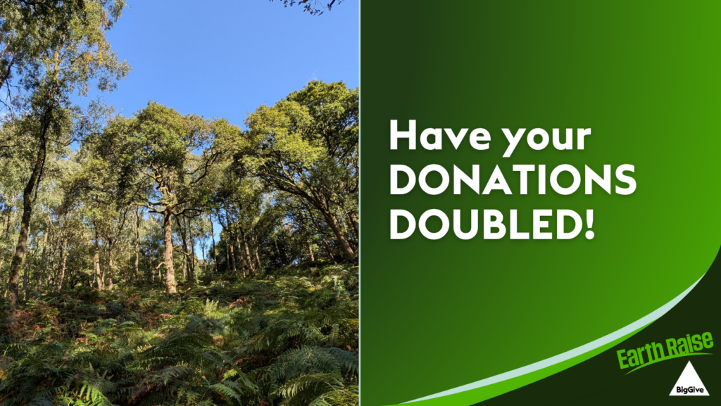 Our Earth Raise Rainforest appeal graphic