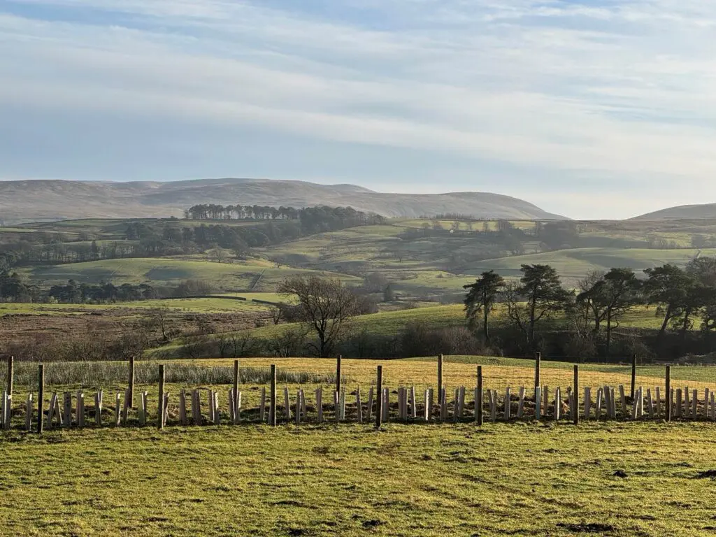 Newly planted hedge, Ewelock Bank farm