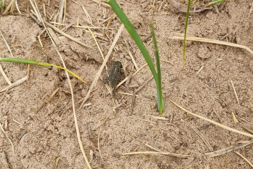Tiny toadlet on a beach