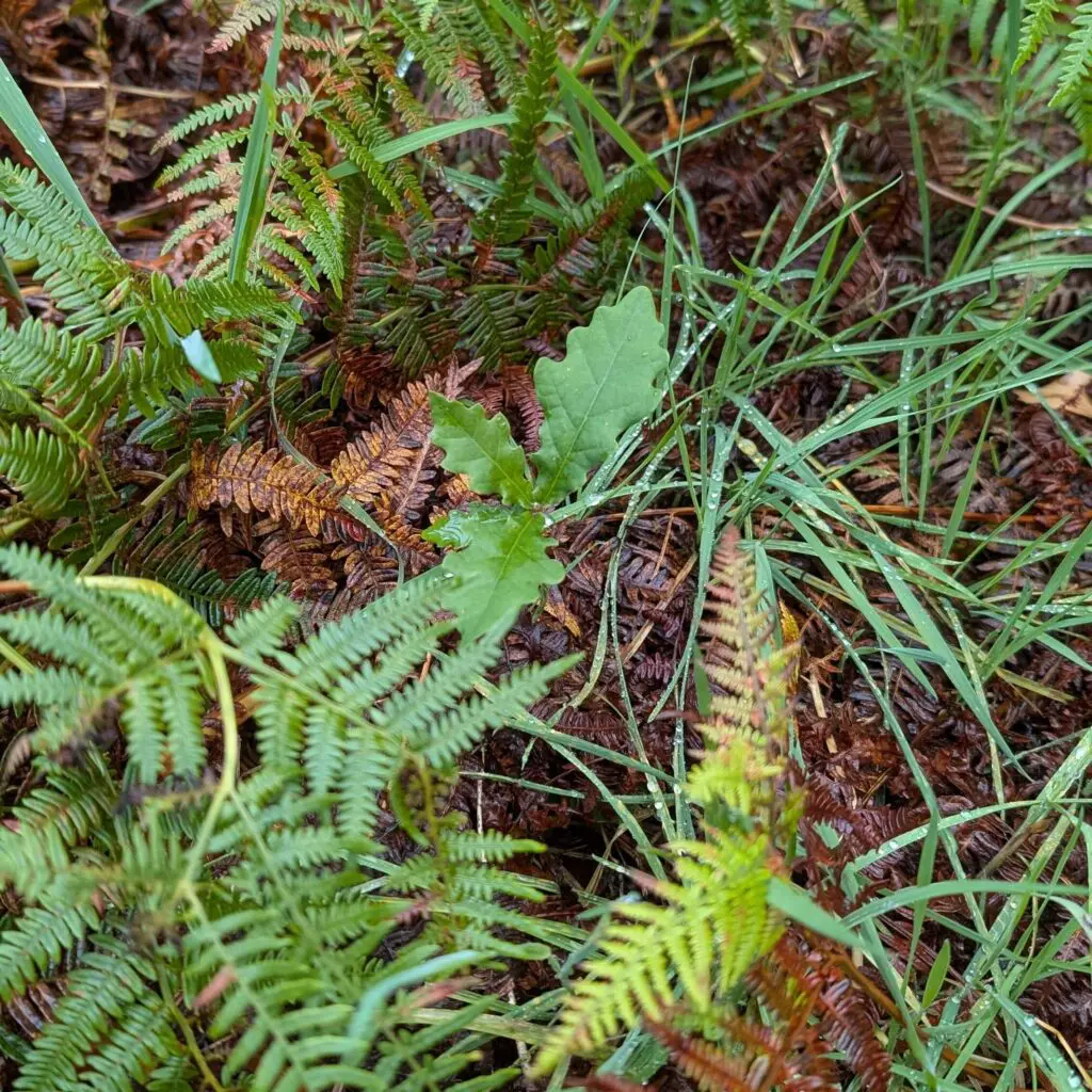 Oak tree sapling at Resp Haw