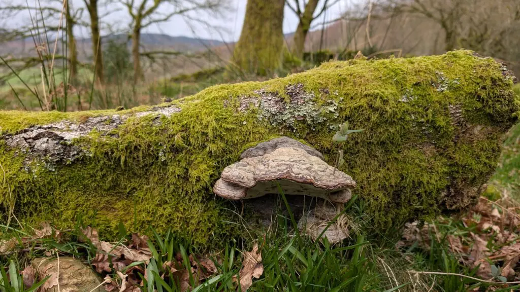 Mosses and fungi in Resp Haw