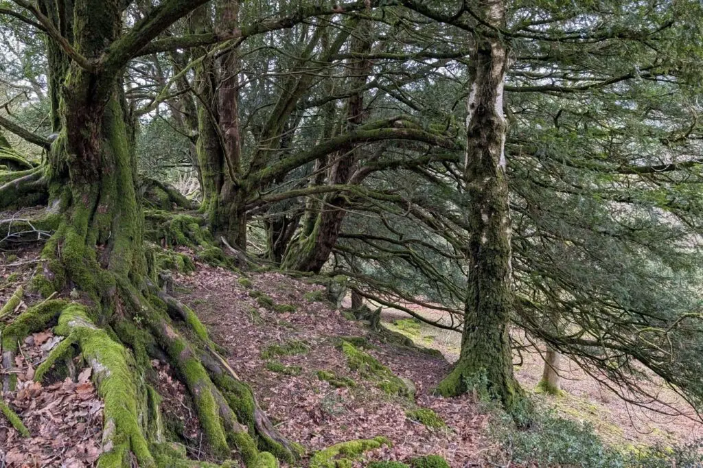 Rusland Resp Haw woods