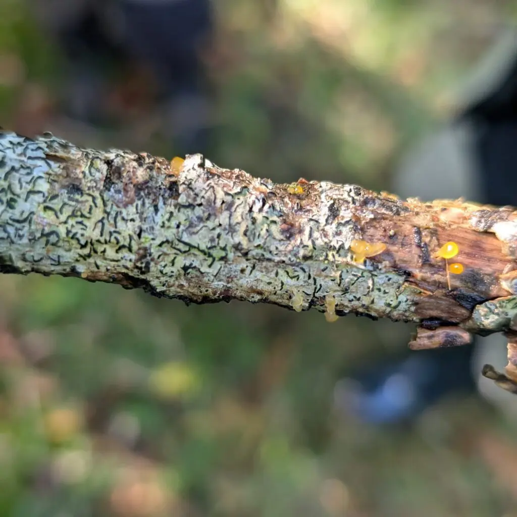 Script lichen in Resp Haw