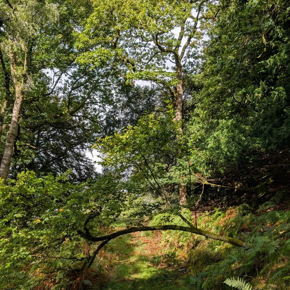 Resp Haw woods - a forest glade in sunlight