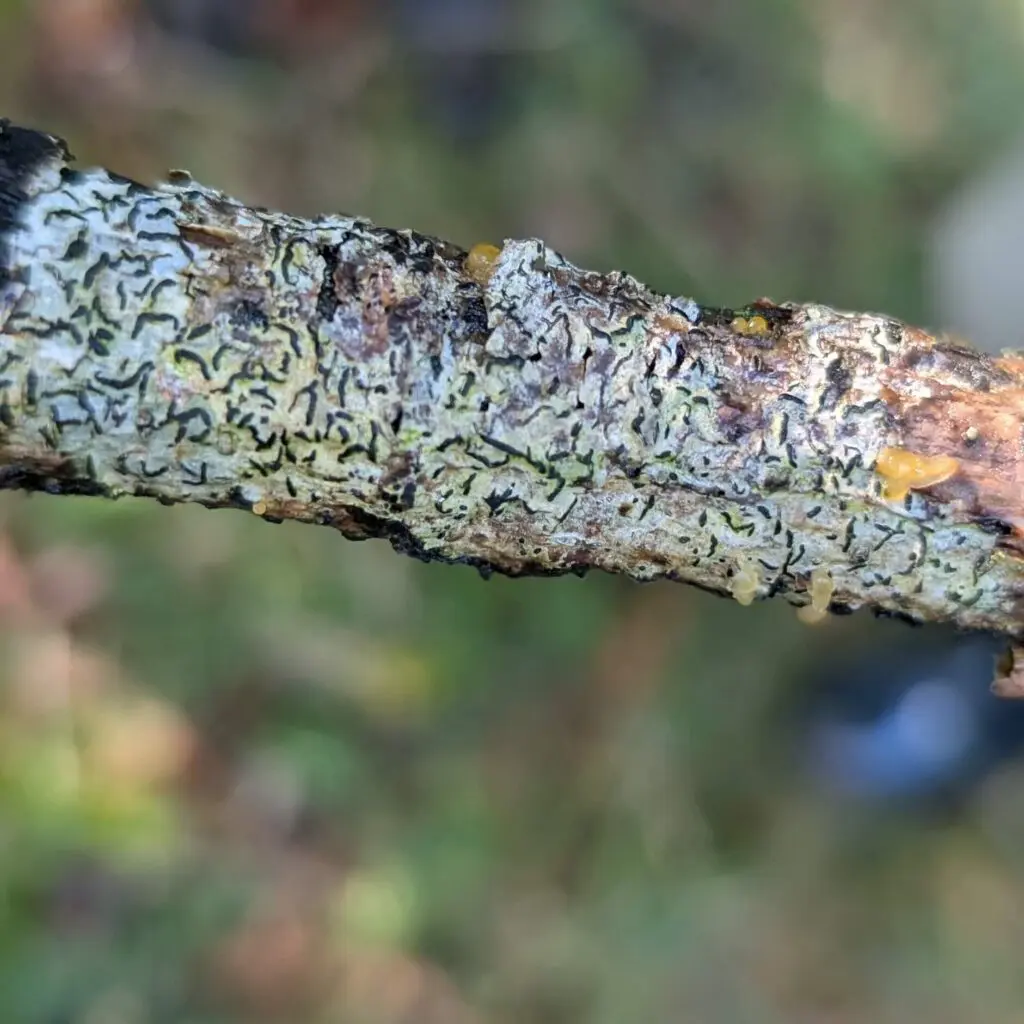 Script Lichen on a tree branch