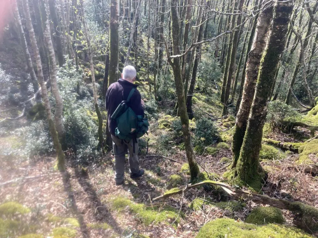Surveying the holly forest, Hows Wood, Eskdale