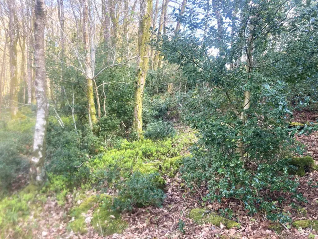Invasive holly in Hows Wood