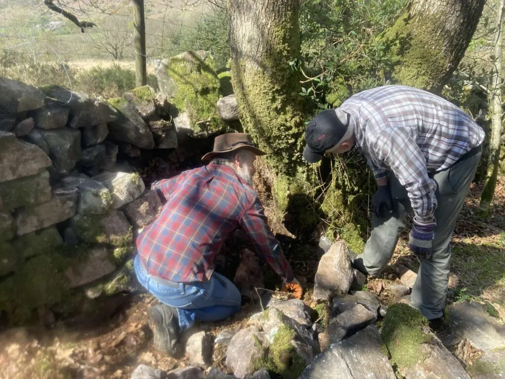 Fixing a gap in the dry stone wall Hows Wood