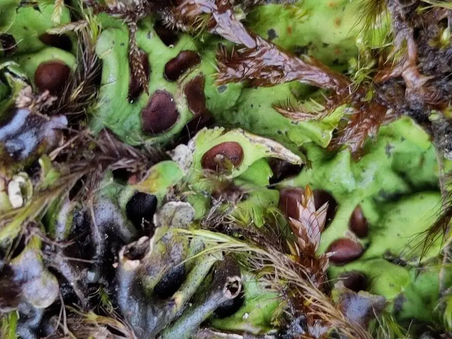 a plant that's called chocolate chip lichen because of it's brown spots