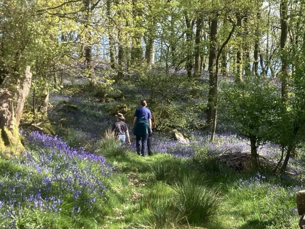 A person walking through a wood with bluebell flowers