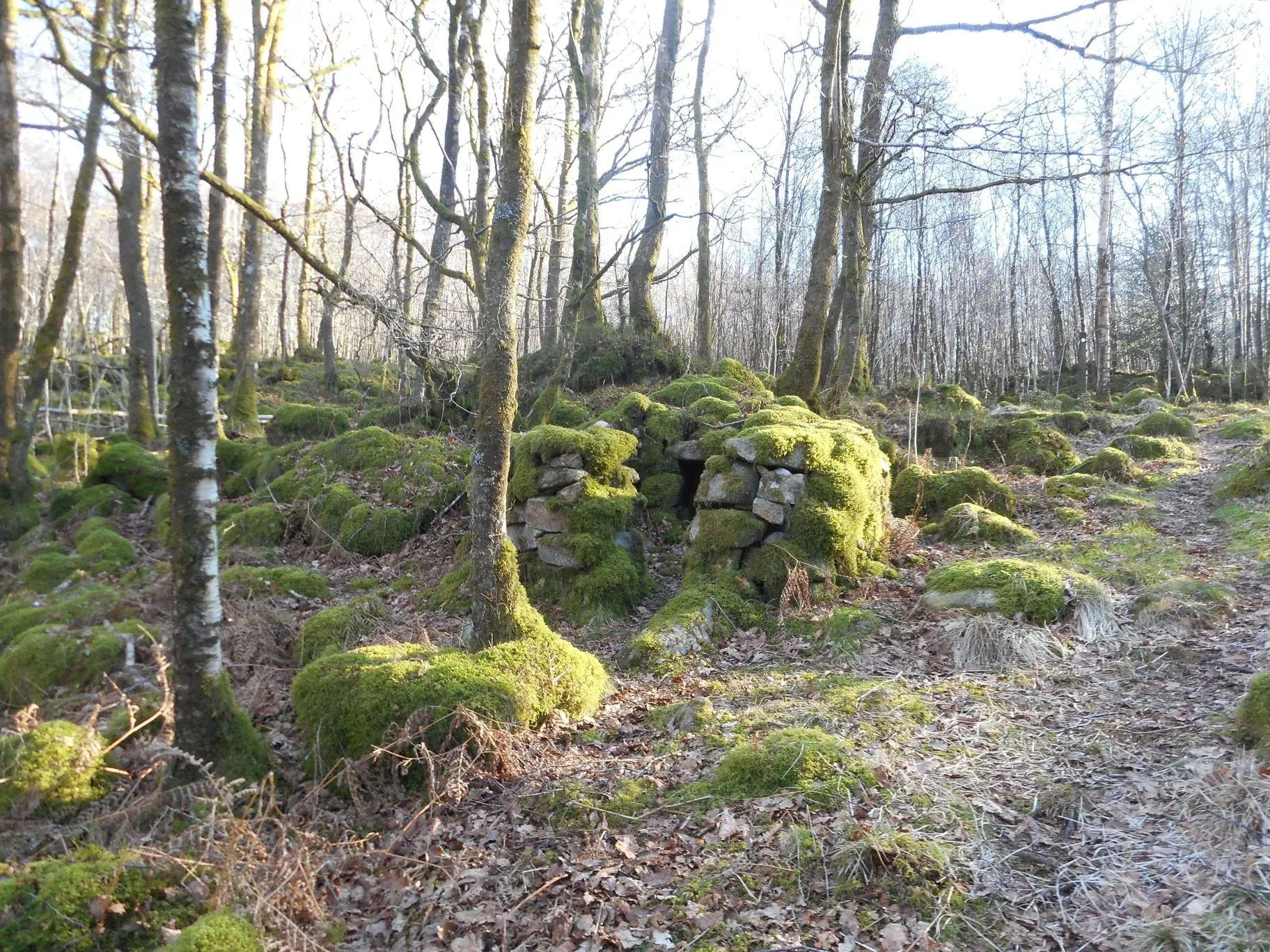 Bark peeler's hut, Hows Wood