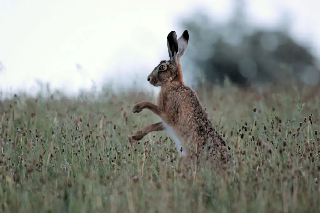 A hare in a meadow