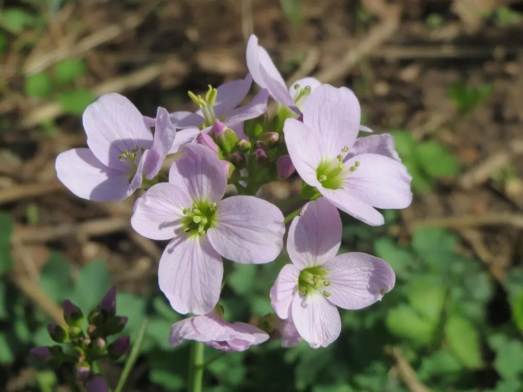 Ladies-smock-Cuckoo-flower-or-cardamine-pratensis-