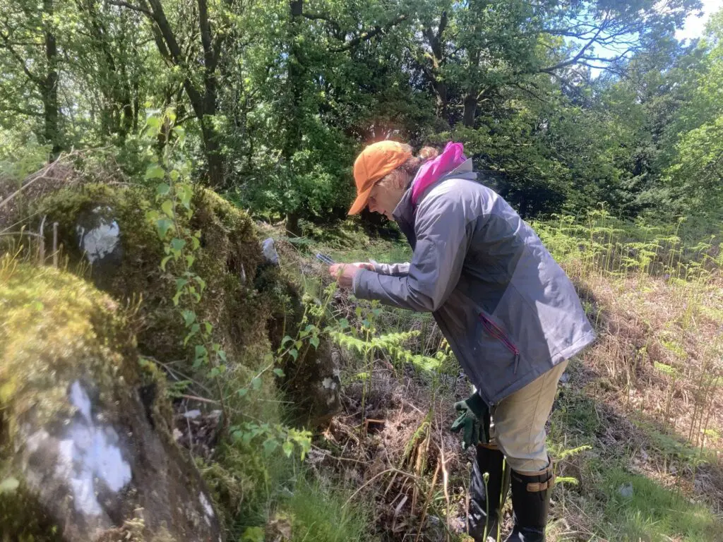 A woman looking at lichen in Rusland woods
