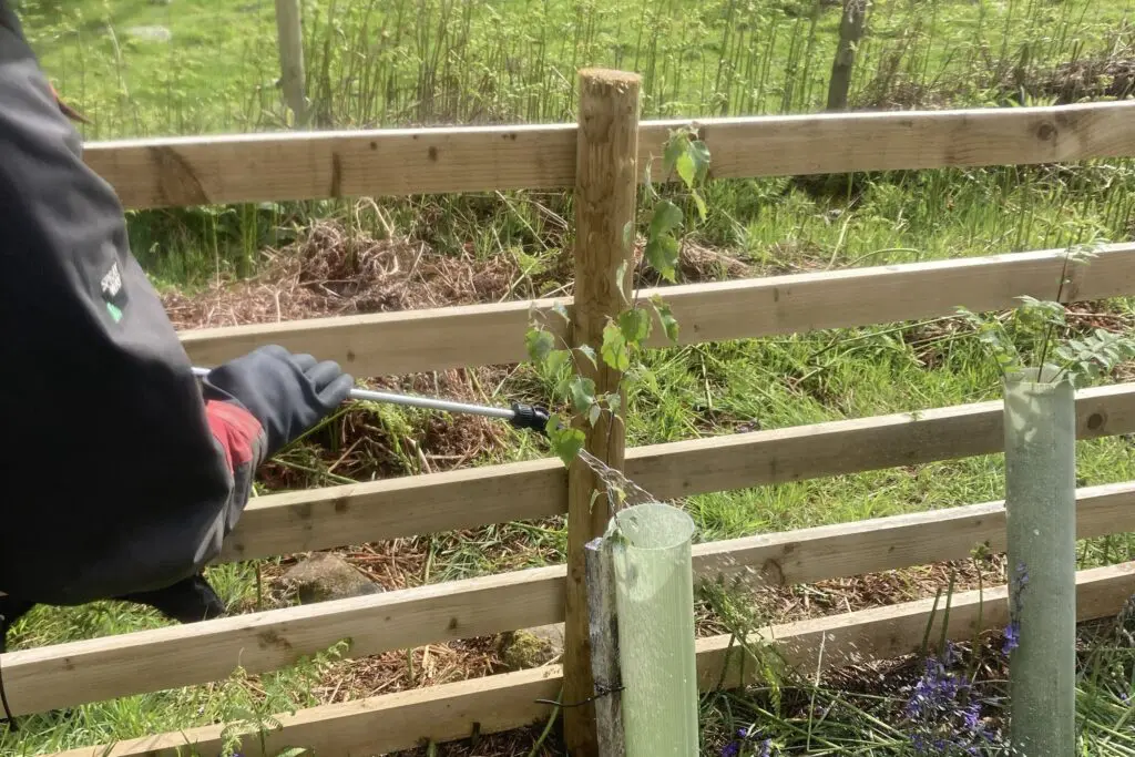 Spraying sheep fat onto new trees in Rusland woods