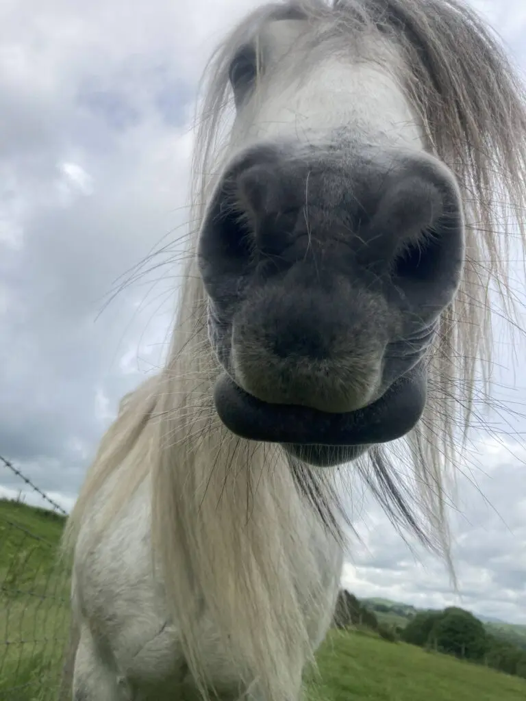 Fell pony looking at the camera close up