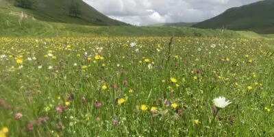 High Borrowdale hay meadow
