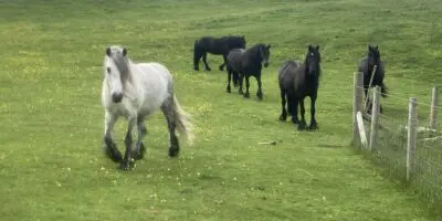 Group of ponies on the Helm