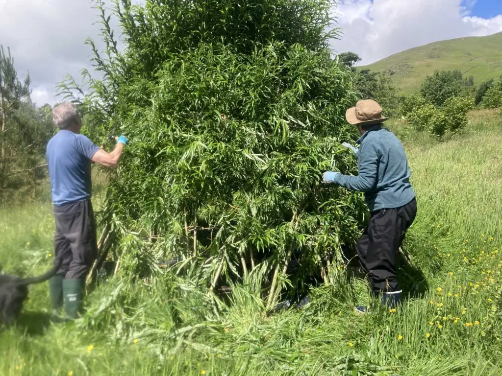 Two people trimming the willow den at Dam Mire wood
