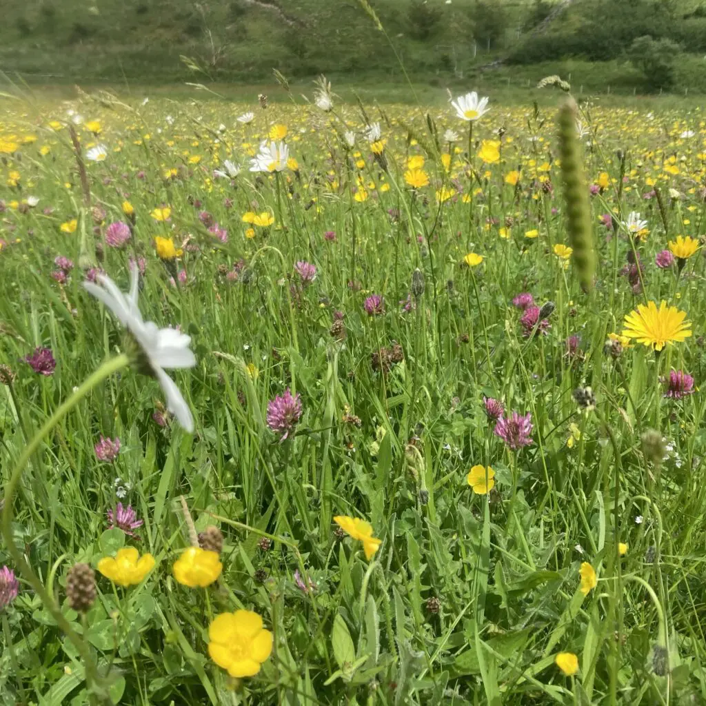 Colourful flowers in a hay meadow