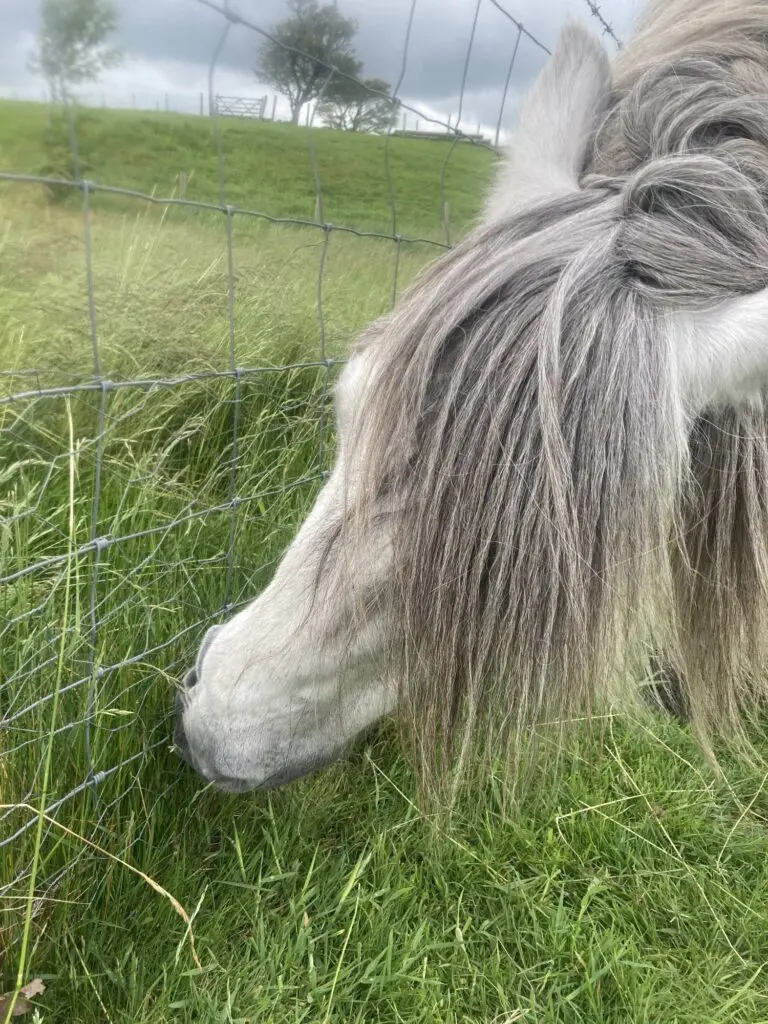 Pony eating the fence at the Helm
