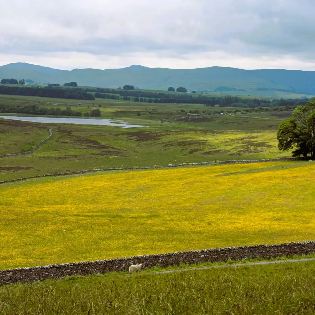 A field in the middle distance full of yellow flowers