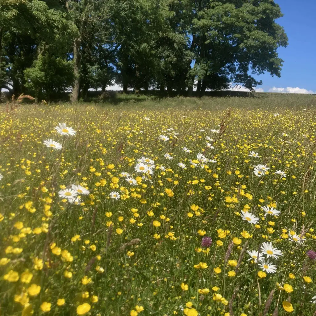 A field full of yellow and white flowers