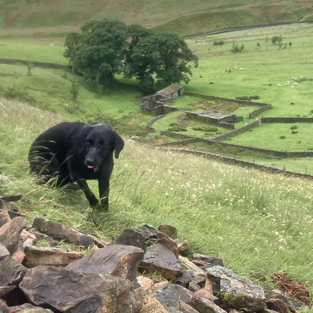 A dog on a steep hill with a farm house far below