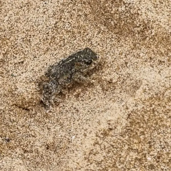 A small toad on the sand