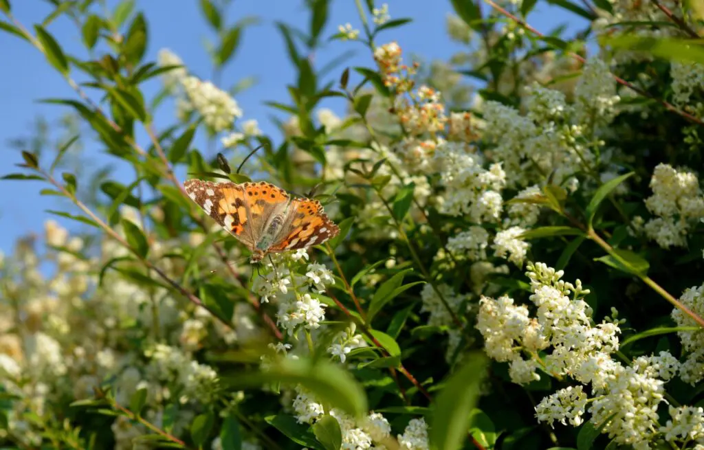 Butterfly on hedge