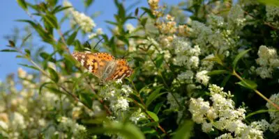 Butterfly on hedge