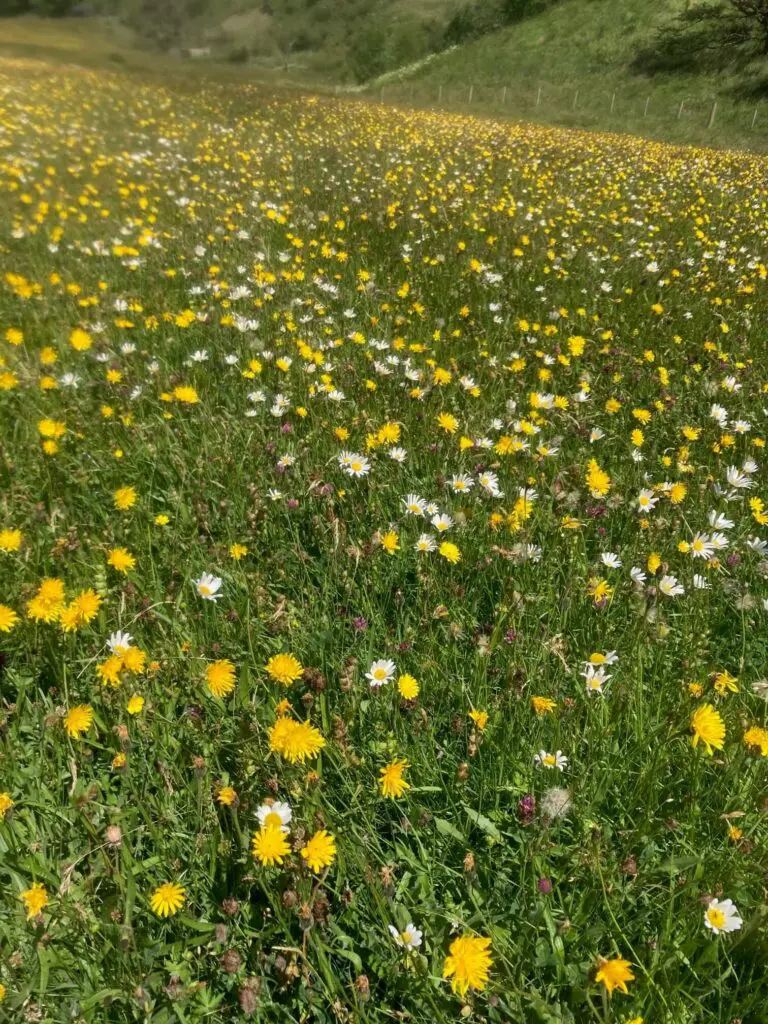 High Borrowdale meadow close up yellow and white flowers