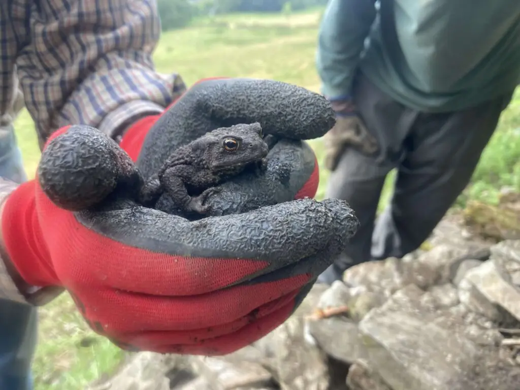 A toad held in someone's hands